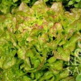 Bijella tölgylevelű saláta bio vetőmag