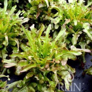 Cocarde tölgylevelű saláta bio vetőmag