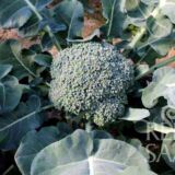 Limba brokkoli bio vetőmag