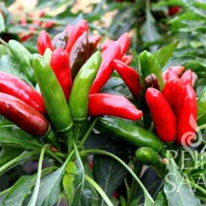 Positano chili paprika bio vetőmag
