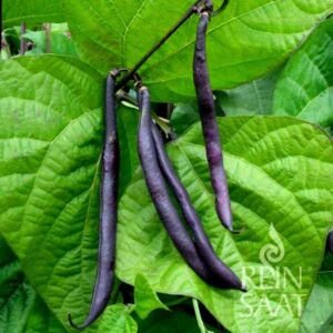 Purple Teepee zöldbab bio vetőmag