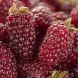 Tayberry