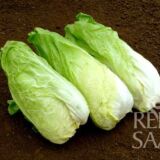 Zuckerhut cikória saláta bio vetőmag