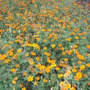 Orange Sun bársonyvirág bio vetőmag