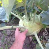 Superschmelz karalábé bio vetőmag