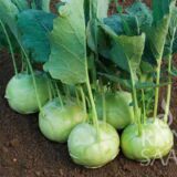 Lanro bio karalábé