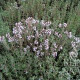 Kakukkfű bio vetőmag