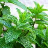 Marokkói menta bio fűszernövény