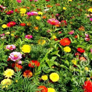Nyári álom virág mix bio vetőmag