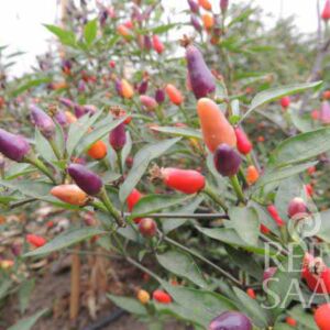 Bolivian Rainbow chili paprika bio vetőmag