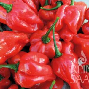 NuMex Sauve Red chili paprika bio vetőmag
