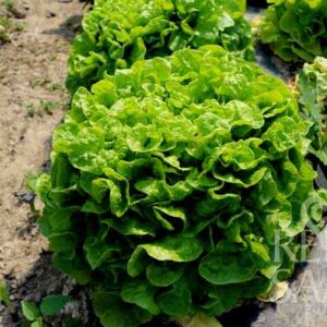 Piro tölgylevelű saláta bio vetőmag