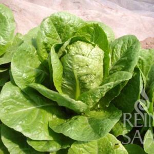 Valmaine római saláta bio vetőmag