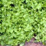 White Salad Bowl tépősaláta bio vetőmag