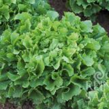 Bubikopf endívia saláta bio vetőmag