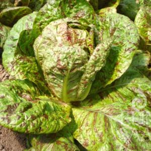 Forellenschluss római saláta bio vetőmag