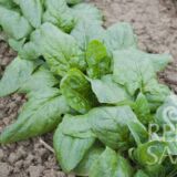 Verdil (téli óriás) spenót bio vetőmag