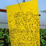 Plantella sárga rovarfogó lap