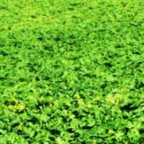 Sárga mustár bio zöldtrágya vetőmag