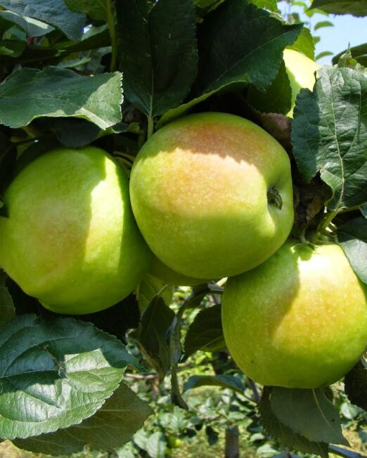 Húsvéti rozmaring alma szabadgyökerű gyümölcsfa oltvány
