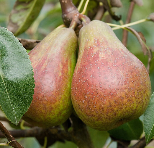 Pear 'Louise Bonne of Jersey', early September. Also known as 'Louise Bonne d'Avranches'. A French pear "raised about 1780 by M. Longueval at Avranches, Normandy. The English name arose as an error, presumably because it arrived via the Channel Islands. It is an attractive, reliable and good quality pear, heavy cropping (often requiring thinning) and a good garden cultivar. It is moderately vigorous, growing well in all forms." ('Pears' by Jim Arbury and Sally Pinhey)
