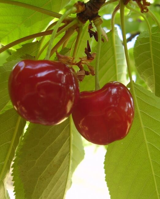 Bigarreau Burlat cseresznye szabadgyökerű gyümölcsfa
