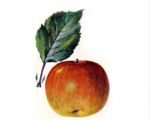 Budai Domokos alma szabadgyökerű gyümölcsfa oltvány