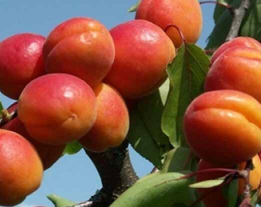 Ceglédi bíbor kajszibarack szabadgyökerű gyümölcsfa