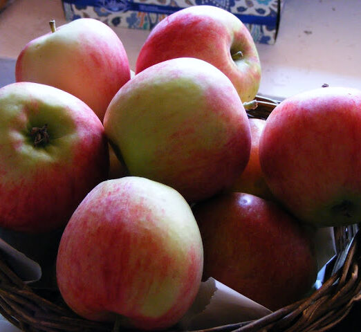 Ceglédi piros alma szabadgyökerű gyümölcsfa oltvány