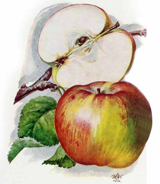 Daru sóvári alma szabadgyökerű gyümölcsfa oltvány
