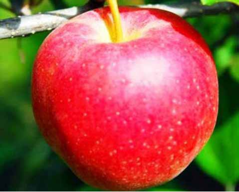 Éva alma szabadgyökerű gyümölcsfa oltvány