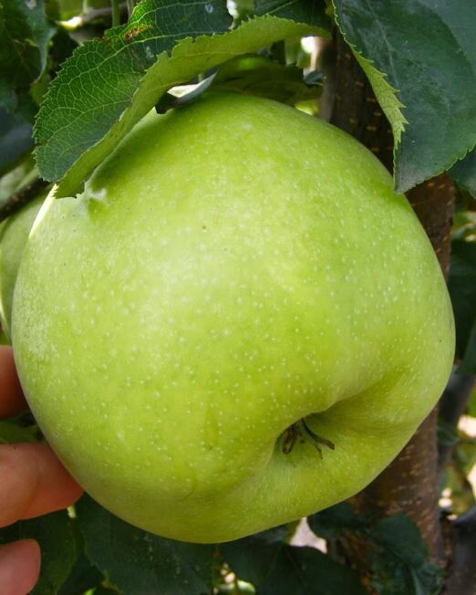 Mutsu alma szabadgyökerű gyümölcsfa oltvány