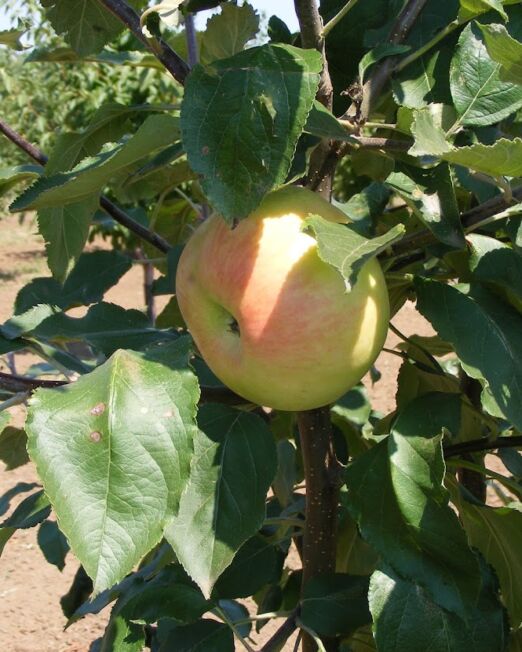 Nyári fontos alma szabadgyökerű gyümölcsfa oltvány