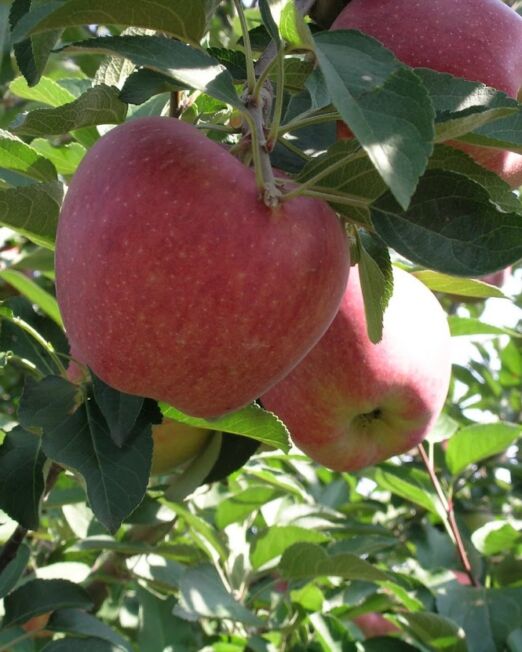 Starking alma szabadgyökerű gyümölcsfa oltvány