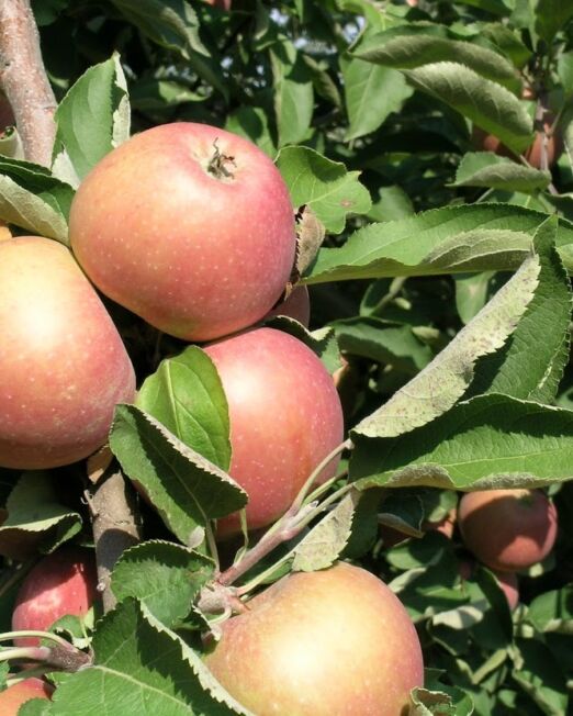Staymared alma szabadgyökerű gyümölcsfa oltvány
