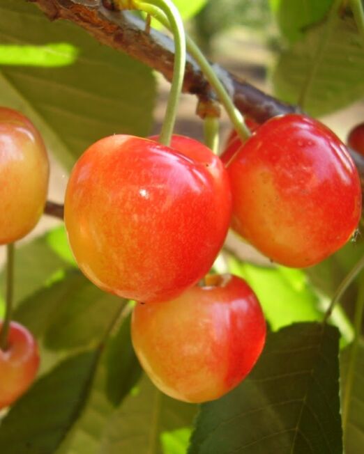 Fertődi borostyán (Vega) cseresznye szabadgyökerű gyümölcsfa