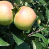 Batul alma konténeres gyümölcsfa