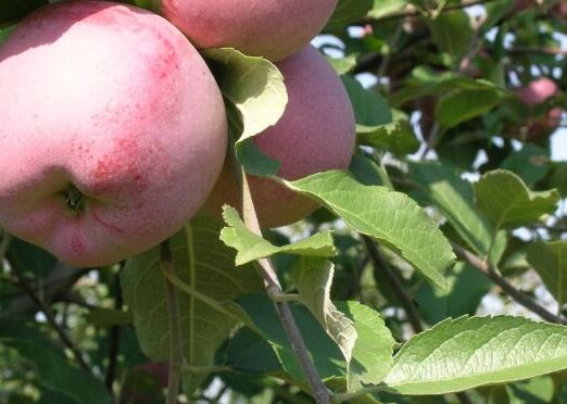 Florina alma konténeres gyümölcsfa