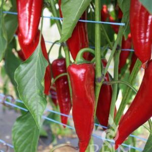 Ajvarski kápia paprika bio vetőmag