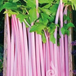 Chinese Pink Celery szárzeller bio vetőmag