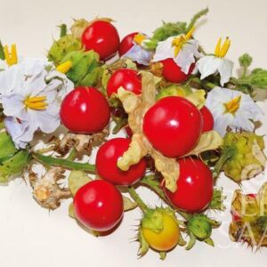 Litchi tomato bio vetőmag