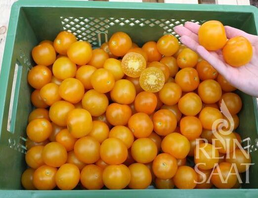 peela_paradicsom_bio_vetomag_1