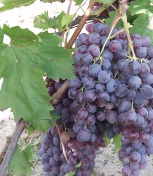 Kismis Moldavszkij konténeres csemegeszőlő oltvány