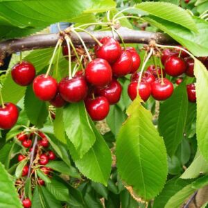 katalin-cseresznye-szabadgyokeru-gyumolcsfa-oltvany (1)