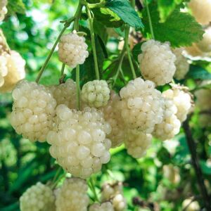Rubus fruticosus ‘Polar Berry’
SKU 75560