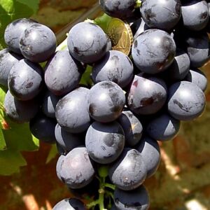 Esther konténeres csemegeszőlő oltvány