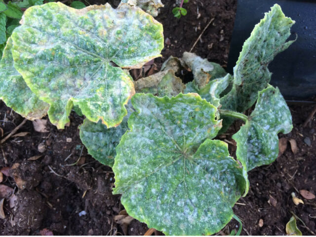 plant-diseases-that-affect-cucumbers-and-how-to-treat-them