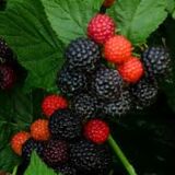 Black Jewel fekete málna konténeres cserje