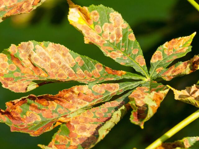 5b2331f1c482420f839dd2534ee0547e